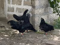 Ayam Cemani — photo 3