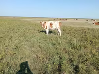 Krowa, Simmental cattle — zdjęcie 1