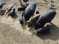 Knur, Świnie — zdjęcie 2