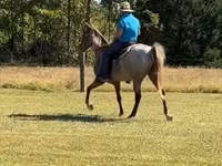 घोड़ा, Rocky Mountain Horse — फ़ोटो 7