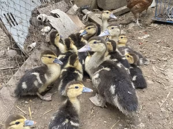 Ducks — Azerbaijan
