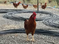 Chickens — الصورة 3