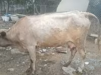 بقرة, Simmental cattle — الصورة 2