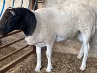 Qoç, Dorper sheep — foto 1