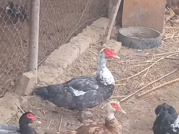 Domestic Muscovy