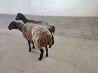 Qoyun, Qoyunlar — foto 2