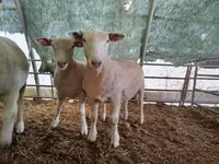 Oveja, Ile-de-France sheep — foto 3