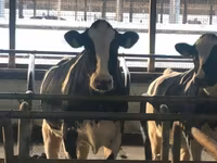 Cow, Holstein breed — photo 8