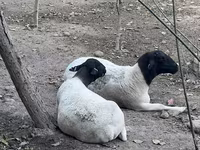 Sheep, Dorper sheep — photo 1