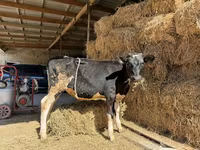 Vaca, Russian Black pied cattle — foto 1
