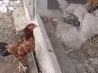 Chickens — الصورة 3