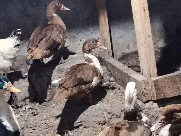 Ducks — Azərbaycan