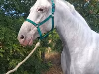 Klisna, Lipizzaner — foto 7