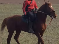 Hengst, Trakehner — Foto 4
