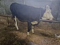गाय, Russian Black pied cattle — फ़ोटो 1