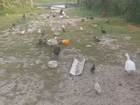 Ducks — foto 1