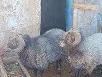كبش, Arabi sheep — الصورة 2