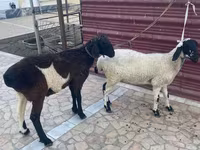Sheep (batch, sex not specified), Sheep — photo 1