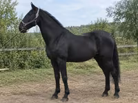 Mare, Horses — photo 3
