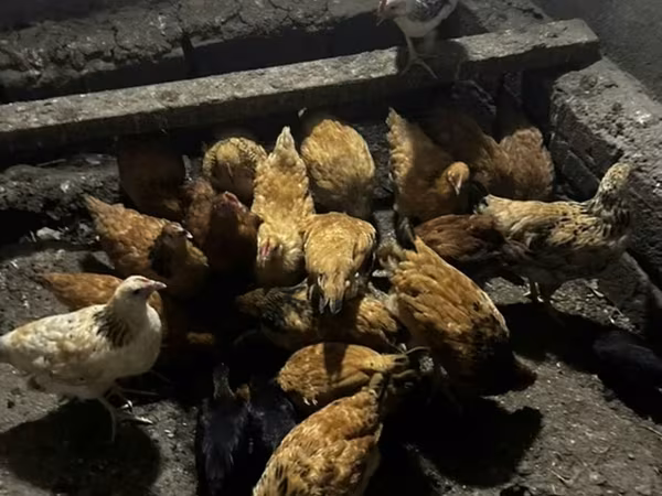Chickens — Azerbaijan