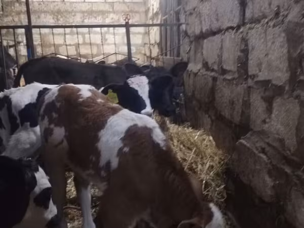 मवेशी (लॉट, लिंग निर्दिष्ट नहीं), Simmental cattle — अज़रबैजान
