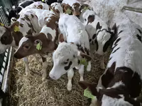 公牛, Simmental cattle — 照片 1