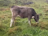 İnək, Simmental cattle — foto 2