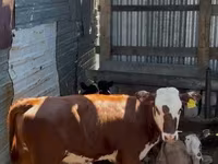 Cattle (batch, sex not specified), Swiss cattle — photo 4