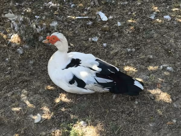 Domestic Muscovy — Azerbaijan