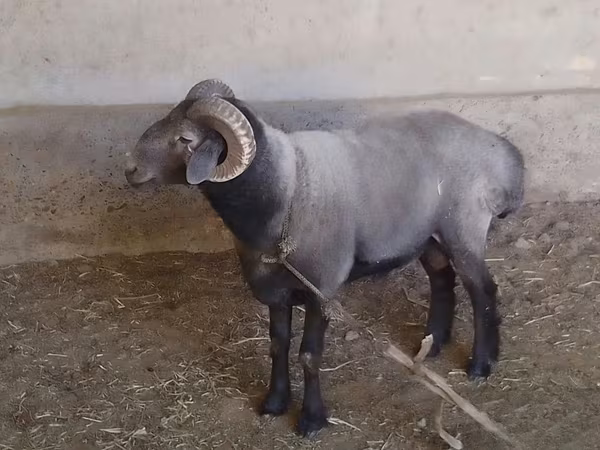 Qoç, Qoyunlar