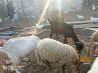 Keçilər (partiya, cinsi göstərilməyib), Keçilər — foto 6