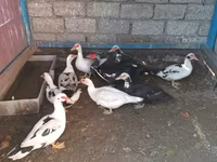 Ducks — Foto 3