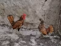 Bantam — photo 2