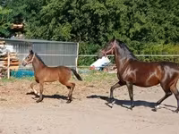 母马, Lipizzaner — 照片 5