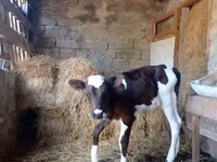 Bull, Simmental cattle — photo 1