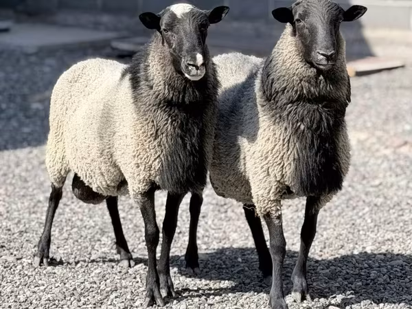 मेढ़ा, Romanov sheep