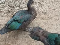 Domestic Muscovy — photo 2