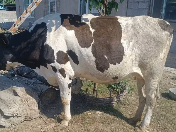 Vaca, Russian Black pied cattle