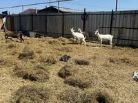 Koza, Saanen goat — foto 3
