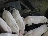 Säue, Schweine — Foto 4