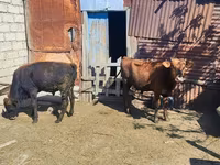 Toro, Ganado vacuno — foto 2