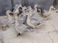 Ducks — الصورة 5