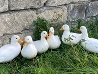 Ducks — 照片 2
