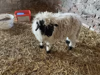 公羊, Wallis Country sheep — 照片 3