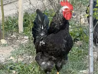 Chickens — photo 2