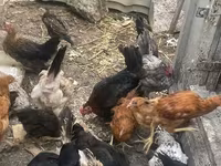 Chickens — photo 3