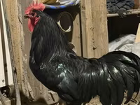 Chickens — photo 1