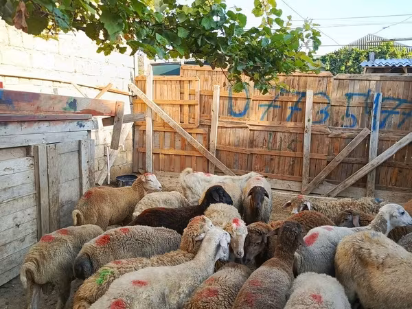 Qoç, Qoyunlar