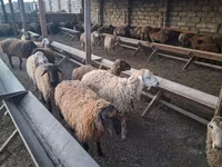 Sheep, Sheep — photo 6