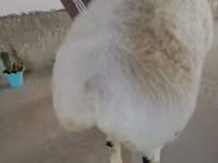 Qoç, Beltex sheep — foto 2